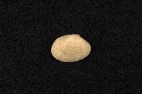 藏品(小眼花簾蛤)的圖片